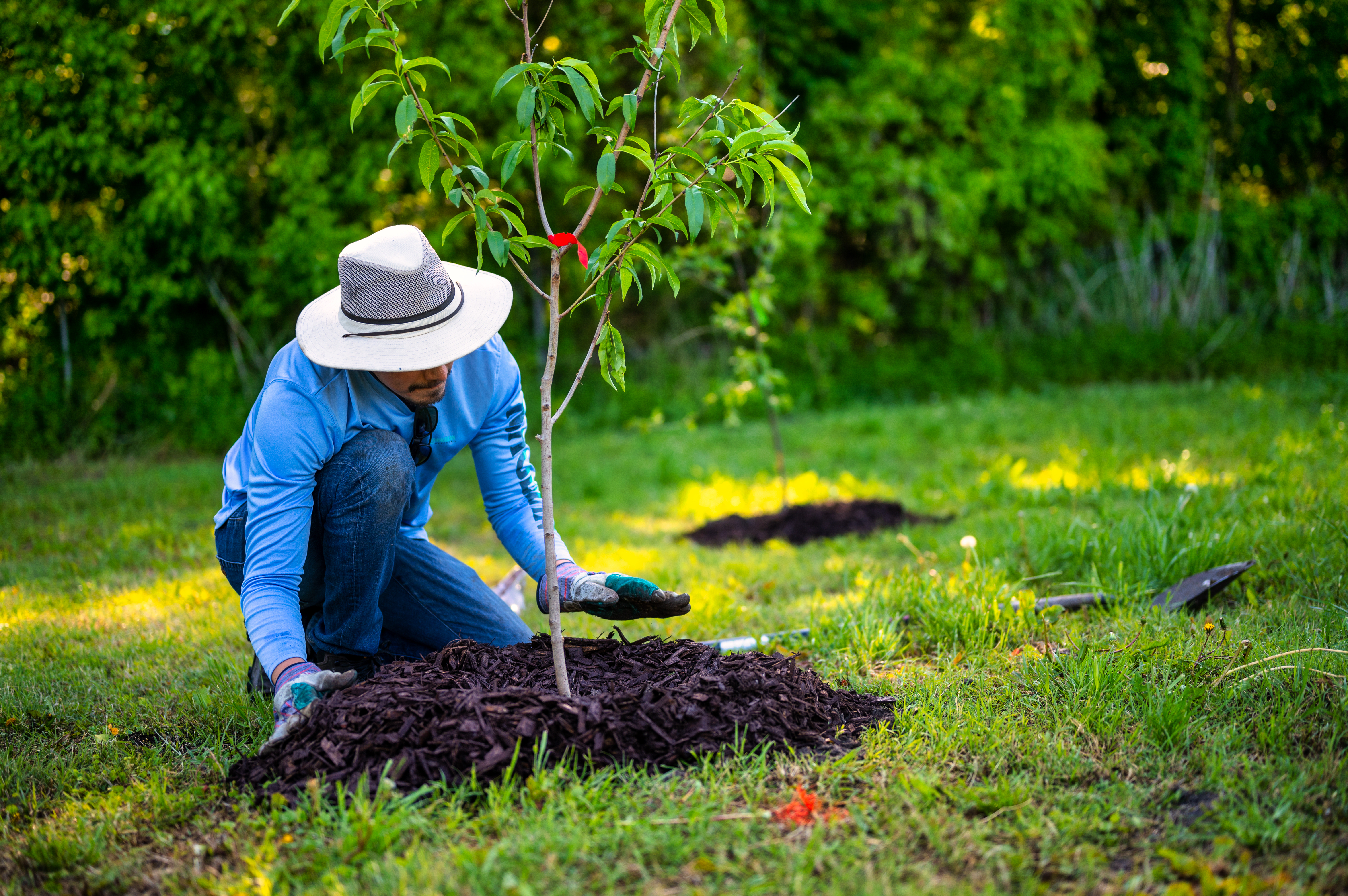 Free Man in Blue Long Sleeve Shirt Planting a Tree Stock Photo